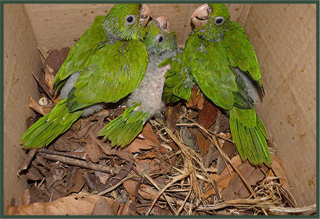 loros